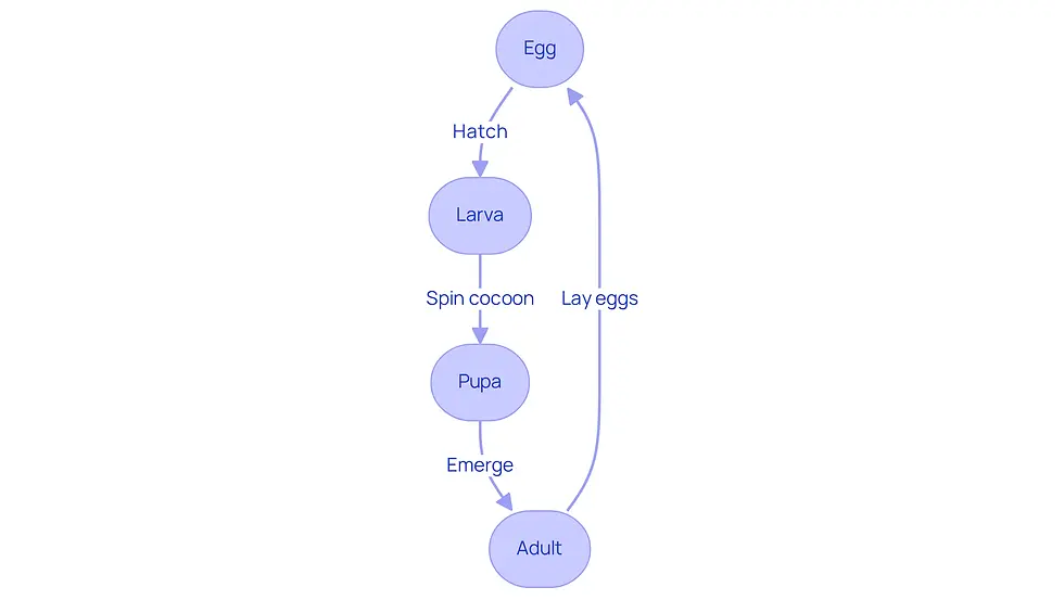 This flowchart shows the life cycle of fleas from egg to adult. Each box represents a stage, and the arrows indicate how they progress. The notes under each stage highlight important behaviors and actions you can take to manage flea populations effectively.
