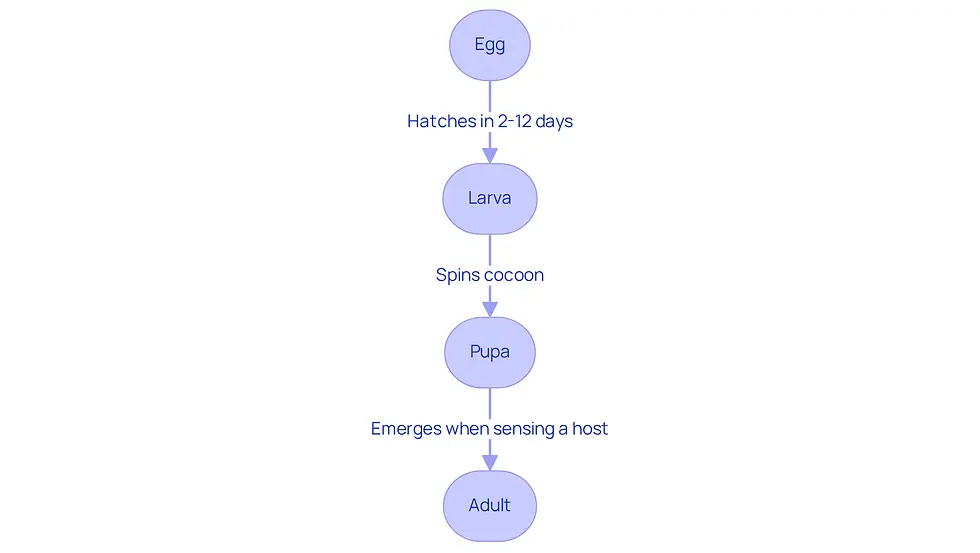 This flowchart shows the lifecycle of fleas. Start at the top with the 'Egg' stage, then follow the arrows down to see how fleas develop through 'Larva', 'Pupa', and finally become 'Adults'. Each stage is important for understanding how to manage flea infestations effectively.