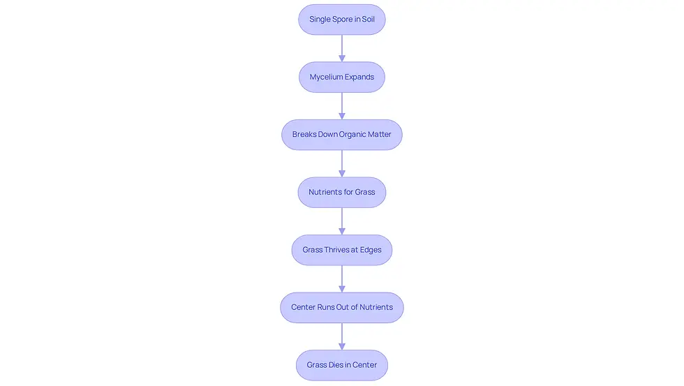 Follow the arrows to see how a single spore leads to the growth of mycelium and the eventual formation of fairy rings, with lush grass on the edges and brown patches in the center.