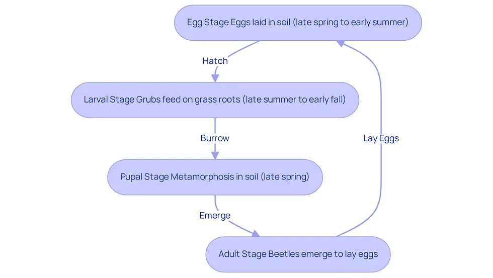 Each box represents a stage in the grub lifecycle. Follow the arrows to see how grubs develop from eggs to adults, and note the timing and challenges at each stage.