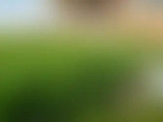 Master Your Tall Fescue Lawn: 4 Essential Care Strategies