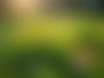 4 Best Practices for Using Spray Weed Killer for Lawns