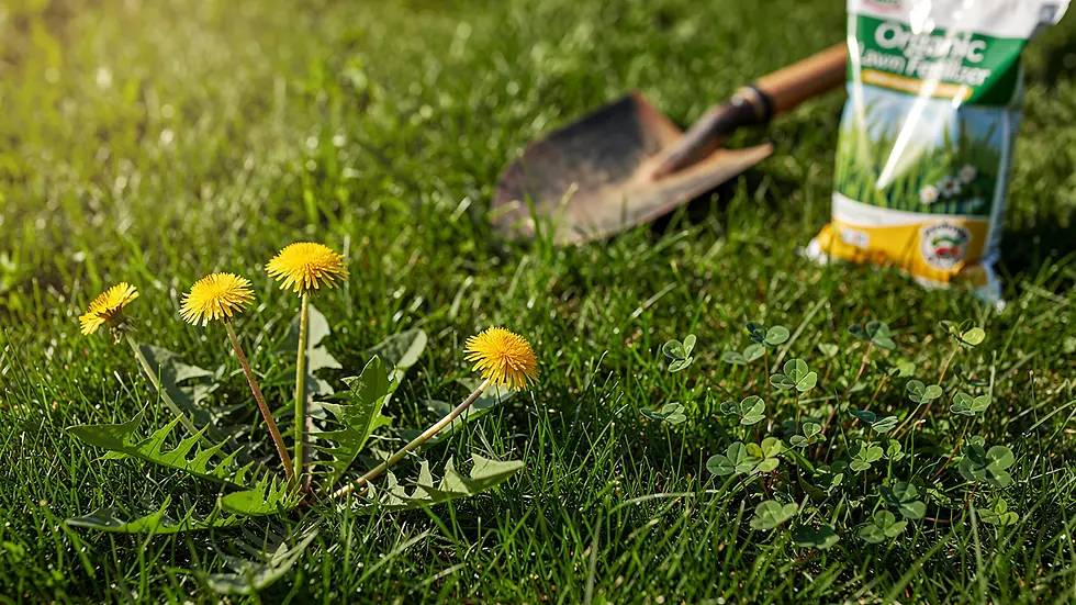 4 Best Practices for Effective Lawn Weed Control at Home