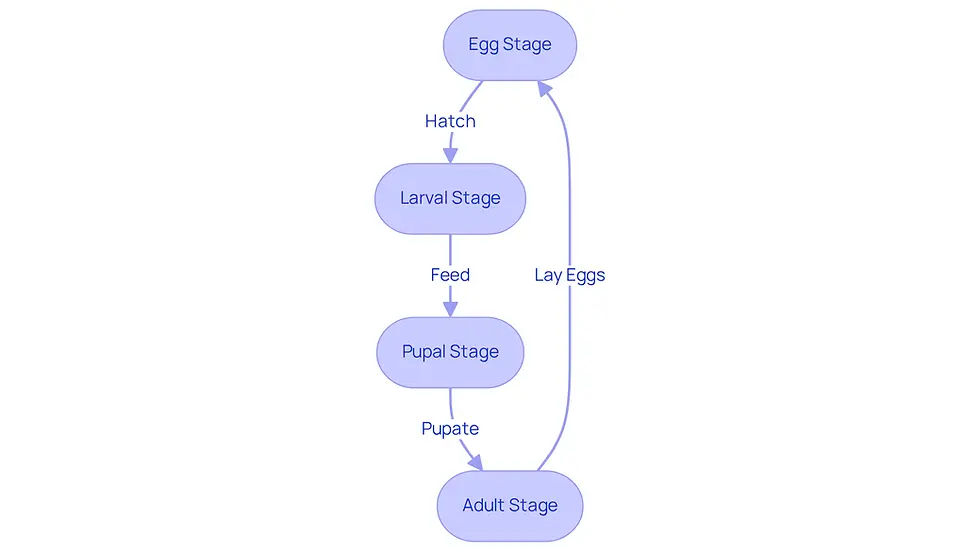 This flowchart shows the life cycle of grub worms. Each box represents a stage: eggs are laid in the ground, larvae feed on grass roots, they pupate in the soil, and then adult beetles emerge to start the cycle again. Follow the arrows to see how they progress through each stage.