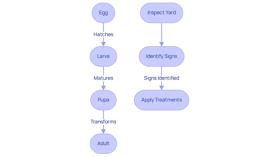 This flowchart shows the life stages of grubs and the steps you can take to manage them. Follow the arrows to understand how grubs develop and what actions to take for a healthy lawn.