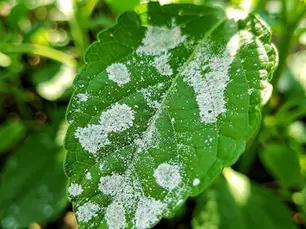 4 Best Practices to Combat Powdery Mildew in Your Garden