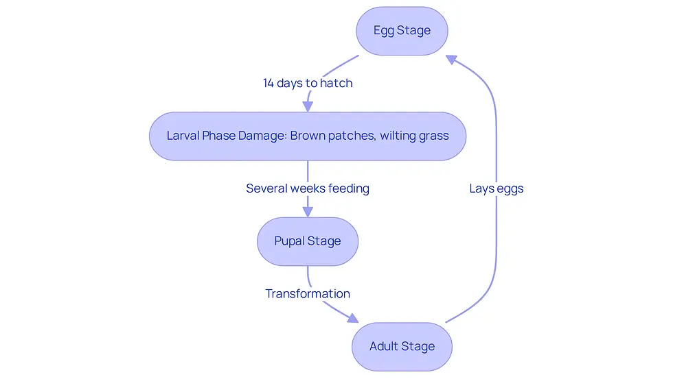 This flowchart shows the lifecycle of grubs, starting from eggs and moving through each stage to adulthood. The arrows indicate the progression, and the notes highlight the damage they can cause, especially during the larval phase. Follow the flow to understand how grubs develop and impact your lawn.