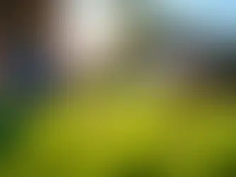 4 Best Practices for Effective Crabgrass Management at Home