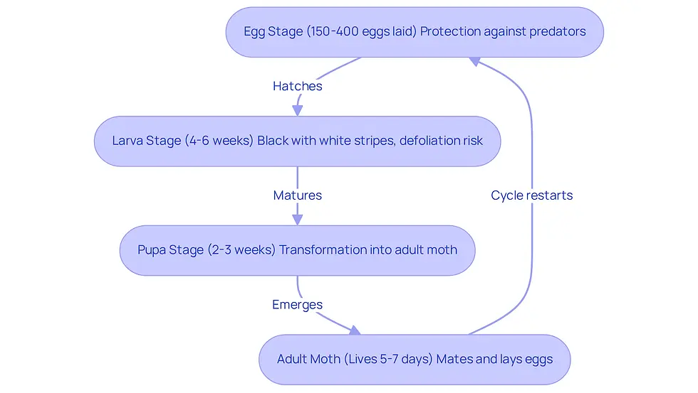 This flowchart shows the stages of the Eastern Tent Caterpillar's life cycle. Start with the egg stage at the top, then follow the arrows down to see how it progresses through larva, pupa, and finally to the adult moth. Each stage has important details about what happens and how it can affect your garden.