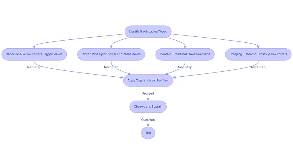 This flowchart guides you through the steps to manage broadleaf weeds in your lawn. Start by identifying the weeds, then apply fertilizer, and finally, keep an eye on your yard for new growth. Each step is connected, showing you the path to a healthier lawn.
