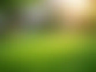 Master Lawn Weed Control Services for a Healthy, Beautiful Yard