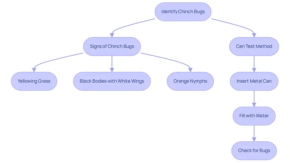 This flowchart guides you through identifying chinch bugs. Start at the top and follow the arrows to see the signs to look for and the steps to confirm their presence using the can test.