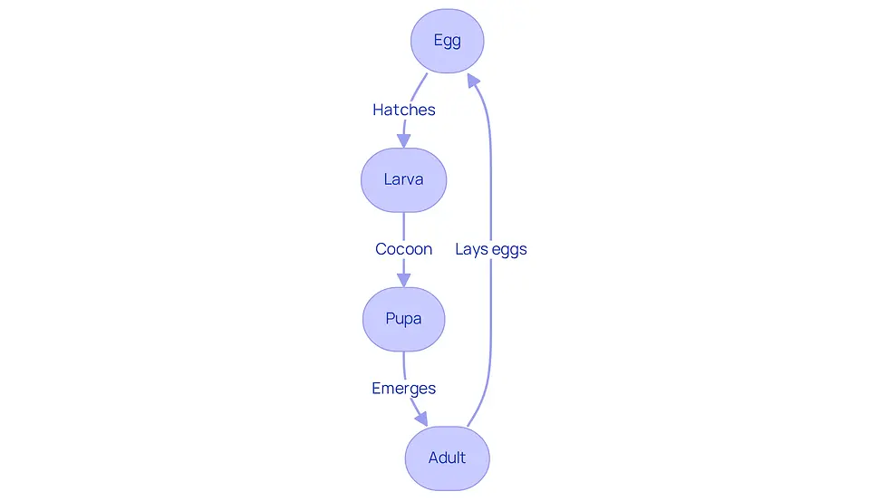 This flowchart shows the life cycle of fleas from egg to adult. Each box represents a stage, and the arrows indicate how they progress. The notes provide tips on managing fleas at each stage, helping you understand how to keep your home flea-free.