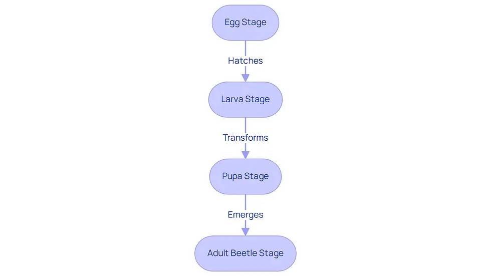 This flowchart shows the life cycle of grubs, starting from eggs and moving through to adult beetles. Each stage is connected by arrows, illustrating how they transform over time. The colors help differentiate each stage, and the descriptions provide insights into what happens at each point, guiding you on when to take action for lawn care.