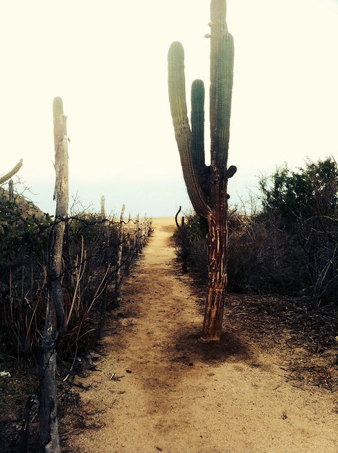 Retreats Mexico - Photo sand - Beach - Tree - Nature - Desert