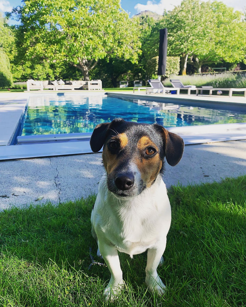 Dog Sit Arrowtown