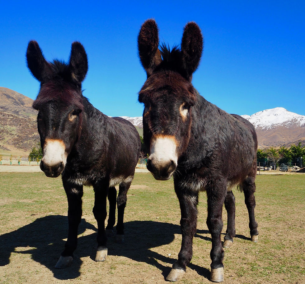 Francis & Bertie Donkey Sitting