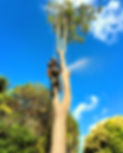 Qualified Arborist removing a tree in Melbourne Australia.
