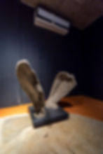 Kalotermitidae: A filosofia na Alcova