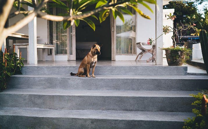 epicpaws-boarding-gallery-11.jpg
