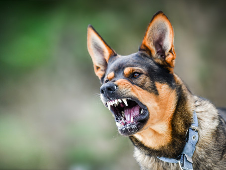 Problemverhalten: Aggression, Leinenpöbelei, etc.