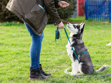 Erziehung: vom Welpen bis zum erwachsenen Hund, Hundeführerschein,