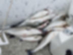 Texoma Striper Guide