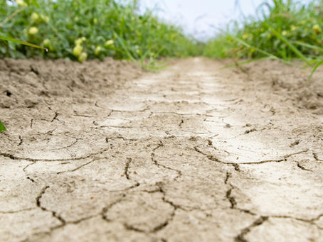 Sécheresse, canicules : notre agriculture affronte un été 2026 inédit