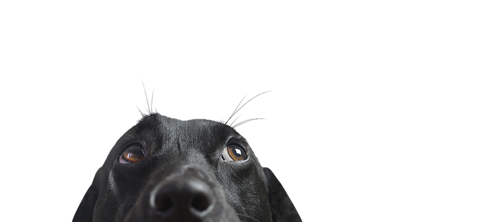 Closeup of a Black Dog