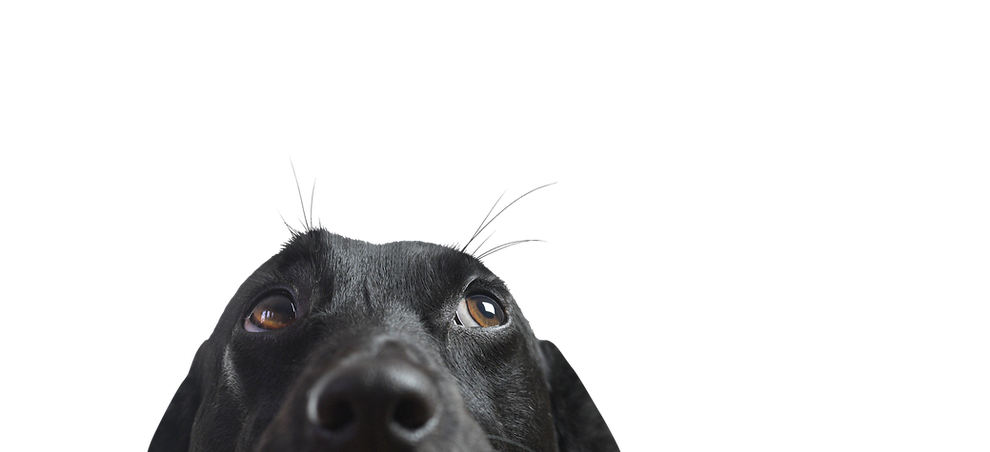 Close up de um cão preto