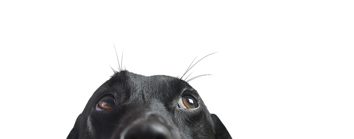 Closeup of a Black Dog