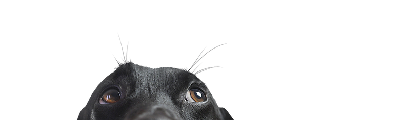 Closeup of a Black Dog