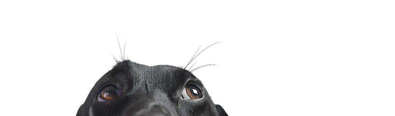 Closeup of a Black Dog