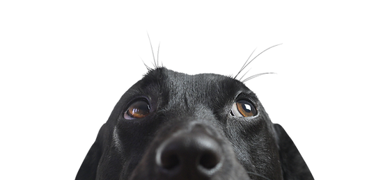 Closeup of a Black Dog