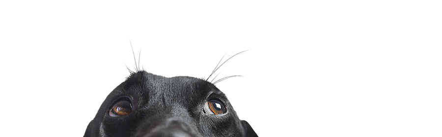 Closeup of a Black Dog