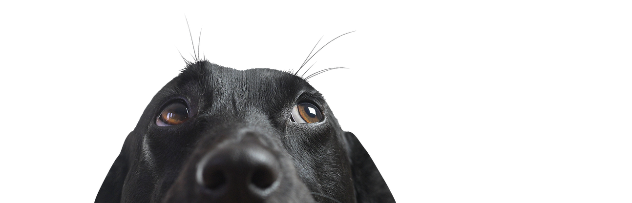 Closeup of a Black Dog