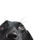 Nahaufnahme eines Black Dog