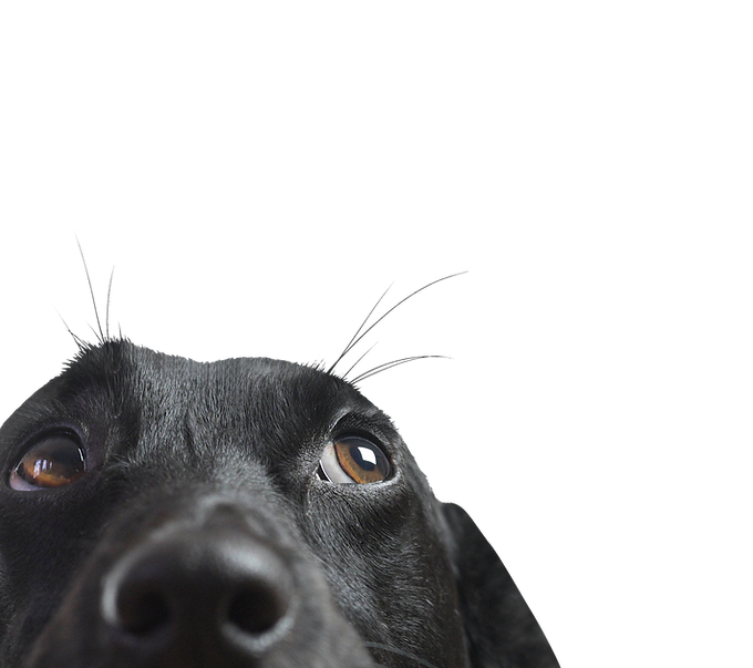 Nahaufnahme eines Black Dog