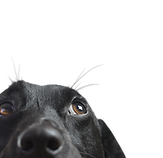 Closeup of a Black Dog
