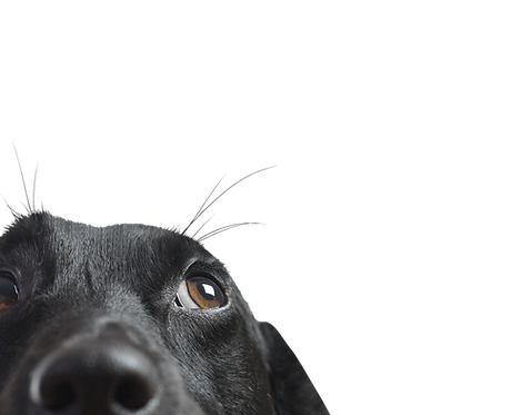 Curso terapia con animales