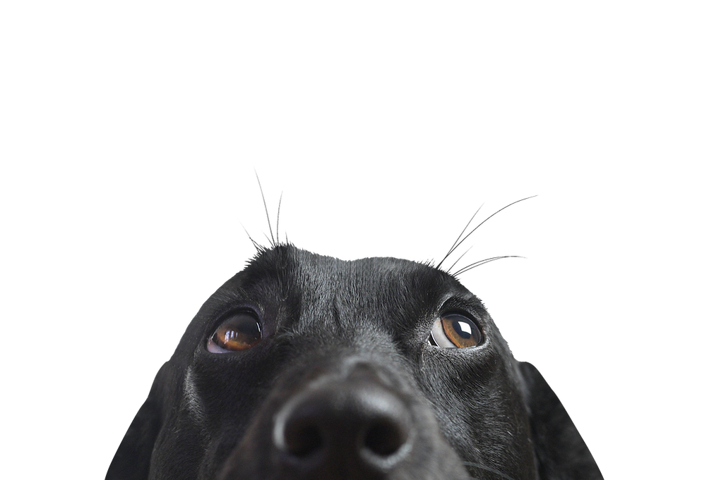 Closeup of a Black Dog
