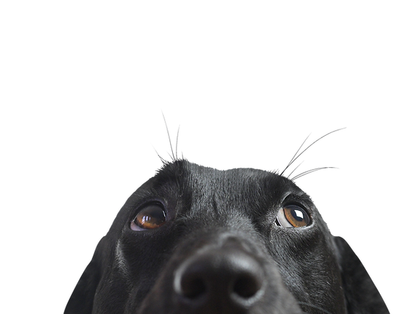 Dog's Curious Look