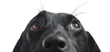 Closeup of a Black Dog