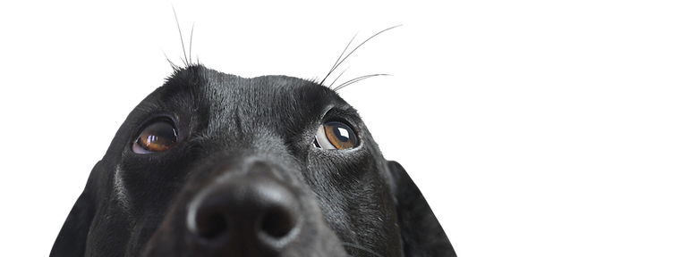 Closeup of a Black Dog