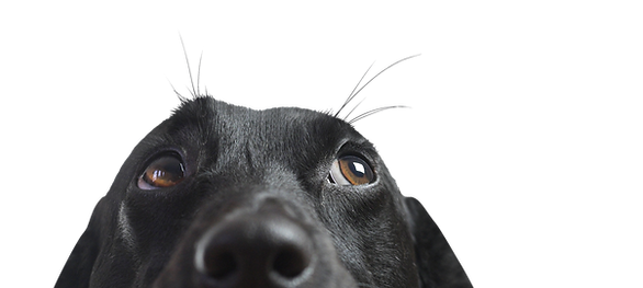 Closeup of a Black Dog
