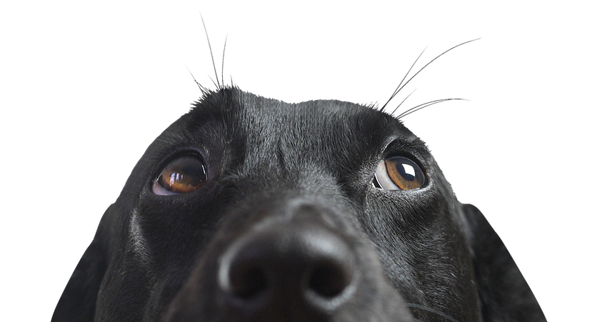 Sguardo curioso del cane