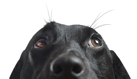 Closeup of a Black Dog