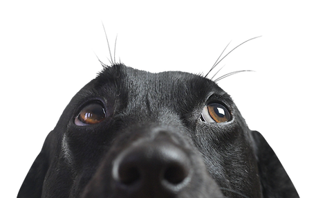 Closeup of a Black Dog