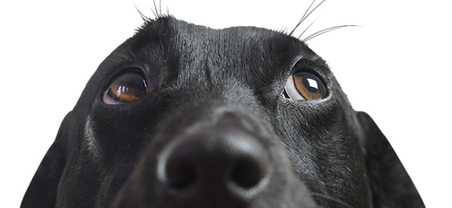 Closeup of a Black Dog
