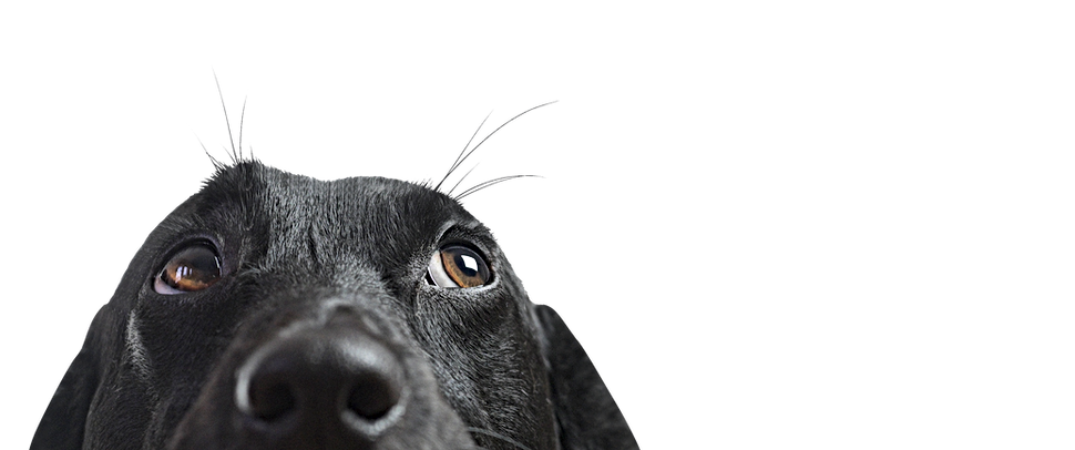 Closeup of a Black Dog